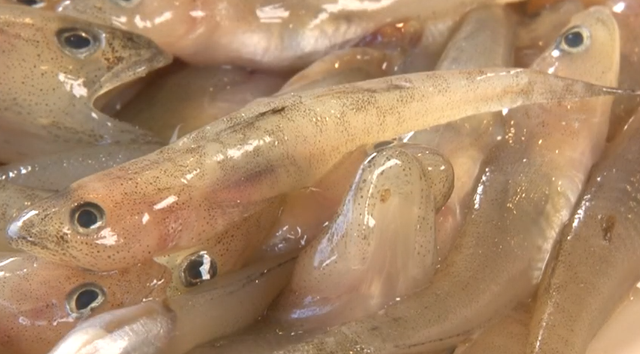 イサザって知ってる 琵琶湖固有種の魚の特徴や生態 食べ方を詳しくチェック