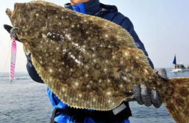 ヒラメって釣るにはどうすればいいの 食べて美味しい旬や釣り方を知りたい