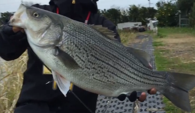 ストライパーってどんな魚なの？管理釣り場でビックサイズが狙える！おすすめタックルもチェック