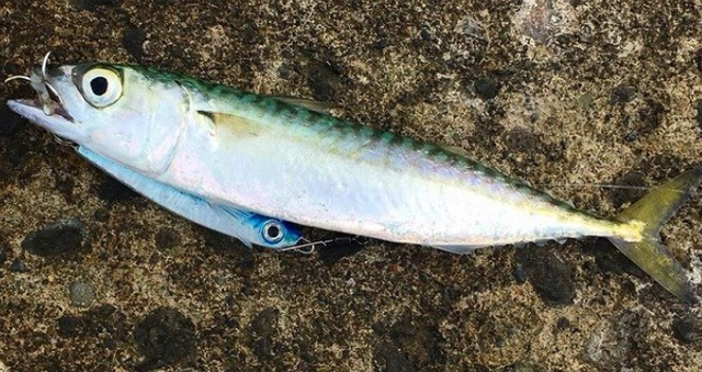 真サバを釣って食べたい おすすめレシピや釣りタックルを詳しくチェック