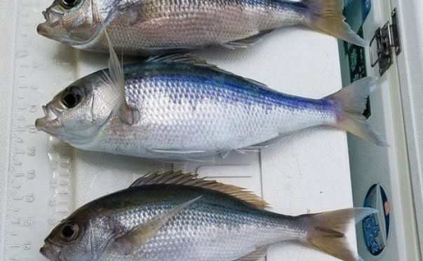 アオダイって知ってる 特徴や生態 釣り方 食べ方を詳しくチェック