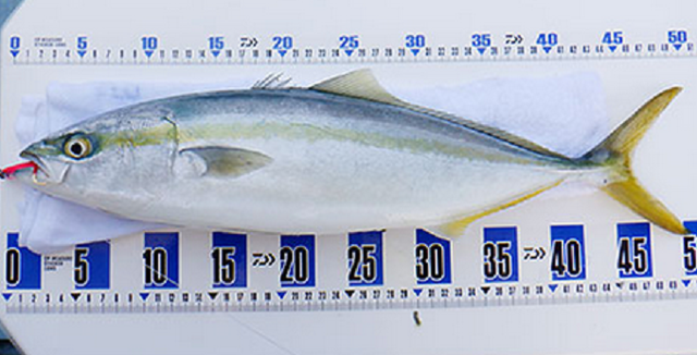好評のcpメジャーステッカーに21年追加サイズが登場 クーラーボックスに貼って魚のサイズを測ろう