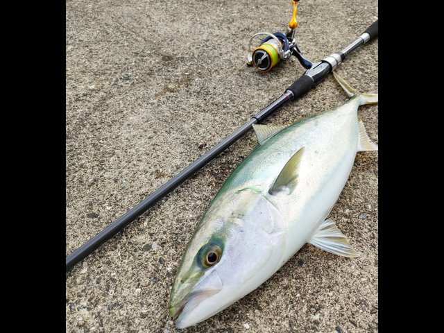 青物を釣りたい どんな釣り方をすればいいの おすすめタックルもピックアップ