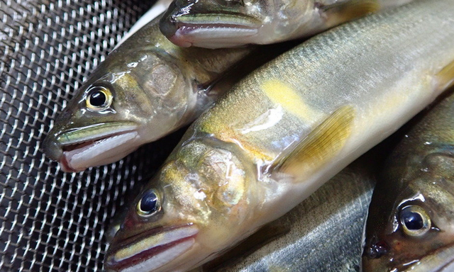 友釣りで鮎を釣りたい どこで釣ればいいの 初心者におすすめポイント選び