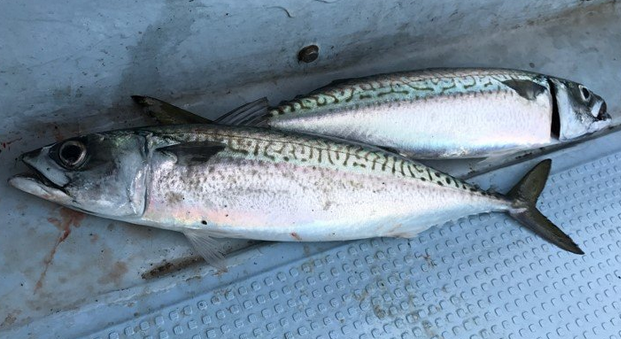 釣り上げたサバに付いているアニサキスって知ってる 調理するときの見つけ方や対策をチェック