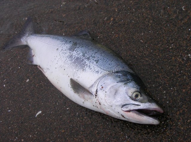 カラフトマスってどんな魚 釣り方や食味 おすすめ料理をご紹介