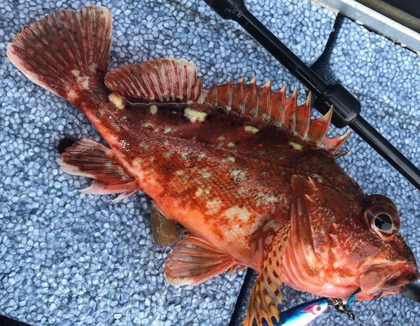 関西の釣り場情報 ファミリーでゆったり楽しめる和歌山の釣り場を知りたい