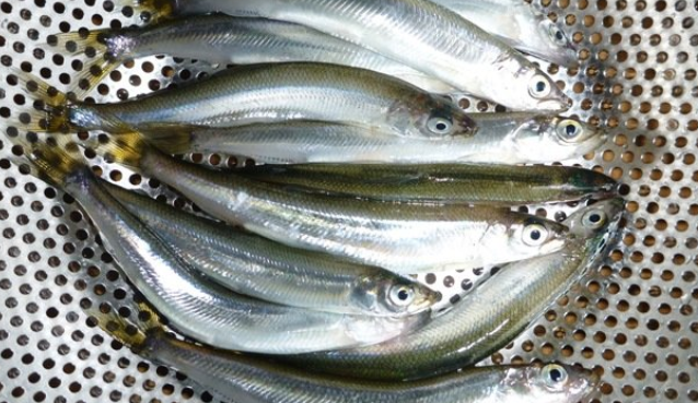 チカってどんな魚なの 特徴や釣り方 食べ方を詳しくチェック