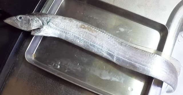 太刀魚のカンタンなさばき方ってどうすればいいの 美味しい塩焼きに調理する方法