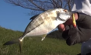 エソの釣り方や食べ方を知りたい 獰猛な海のフィッシュイーター