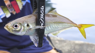 沖縄で釣れるグルクマってどんな魚なの 特徴や釣り方を詳しくチェック