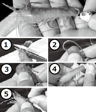 エサの付け方の写真
