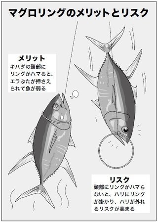 マグロリングのメリットとリスク