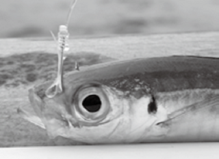 ハリにかかった魚の写真