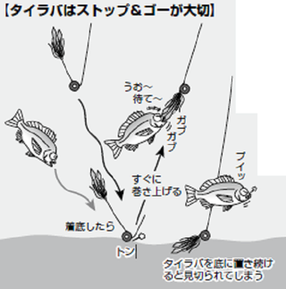 コマセで釣るか、テンヤ＆タイラバで釣るか？！東京湾の秋ダイ