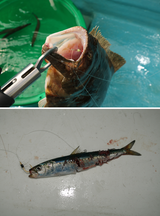釣行の写真