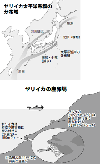 ヤリイカ分布図