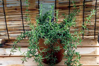 植物の写真