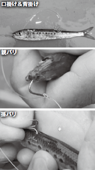 エサ付けの写真