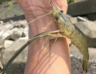 テナガエビを釣って飼育したい 釣り方 飼い方を詳しくチェック