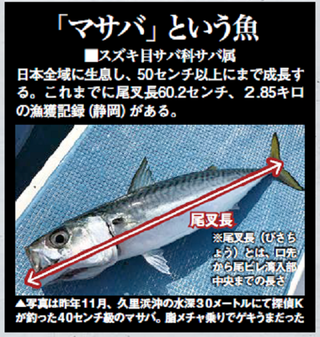 帰ってきた沖釣り探偵k 第8回 東京湾のマサバが減ってるって本当なの