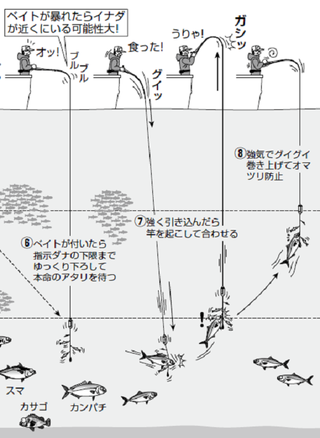 絶好調の青物を満喫！相模湾のイナダ五目