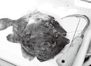 カワハギの写真