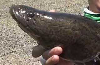 雷魚を食べる 食べない 淡水のルアー対象魚を釣った後はどうする