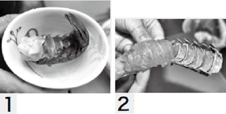 イセエビの写真