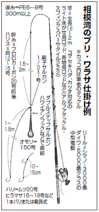 待ってました 冬の青物王ブリ相模湾の泳がせ釣りで好模様