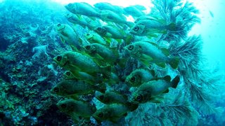 メバルの群れの写真