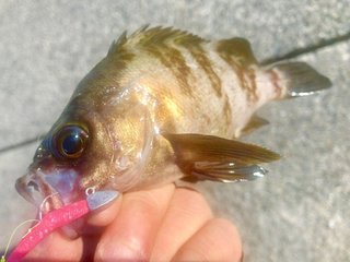 釣ったメバルの写真