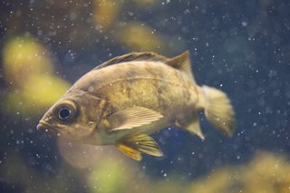 泳ぐメバルの写真