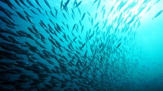 マアジの大群が泳ぐ写真
