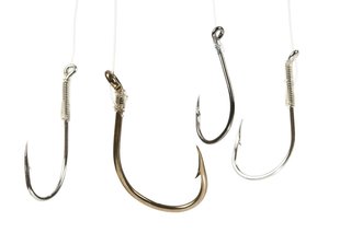 ハリスとハリの写真