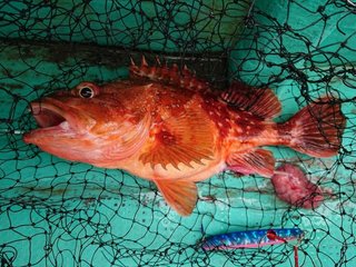 ウッカリカサゴの写真