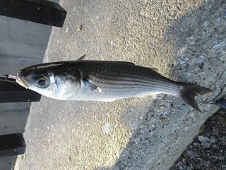 完全版 出世魚の種類と呼び名を一挙ご紹介 出世魚に間違われやすい魚も