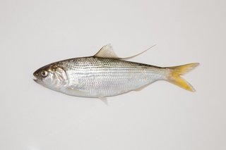 メモ 出世魚 | imaga114のブログ