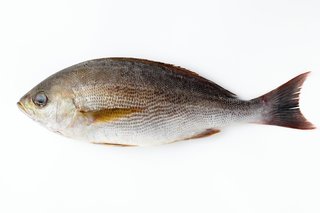 完全版 出世魚の種類と呼び名を一挙ご紹介 出世魚に間違われやすい魚も