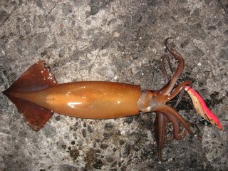 スルメイカの写真