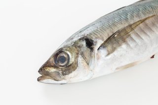 アジの頭の写真