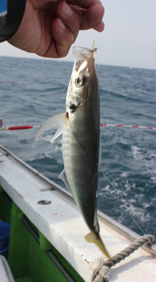 釣り上げたアジの写真