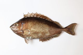 アイゴってどんな魚 生態から釣り方 おすすめの料理法まで一挙ご紹介