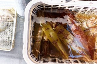 釣行の写真
