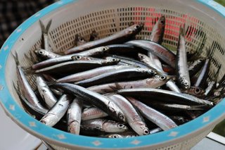 イワシの写真
