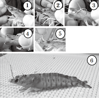 エサのつけ方の写真