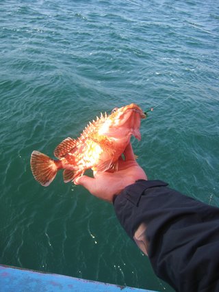 釣れたカサゴの写真