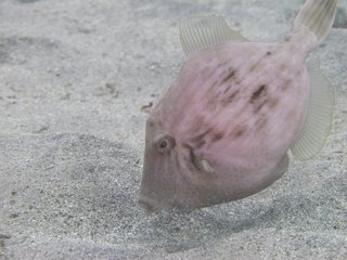 下を向くカワハギの写真