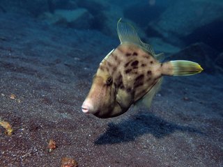 泳ぐカワハギの写真