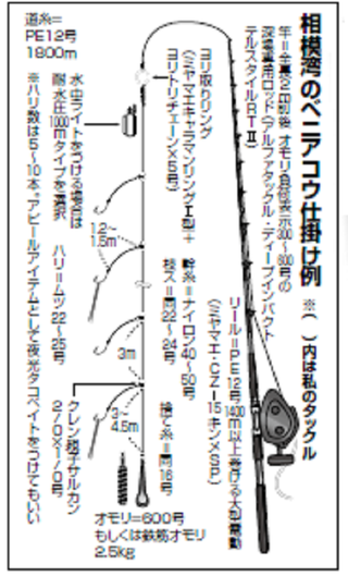 意外と身近な深海の至宝 真鶴沖にベニアコウを追う